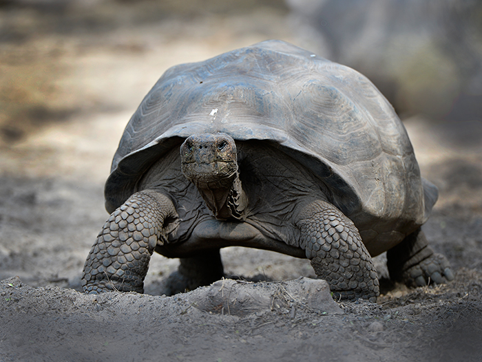 giant Tortoises.Centro de Crianza.Puerto Villavil