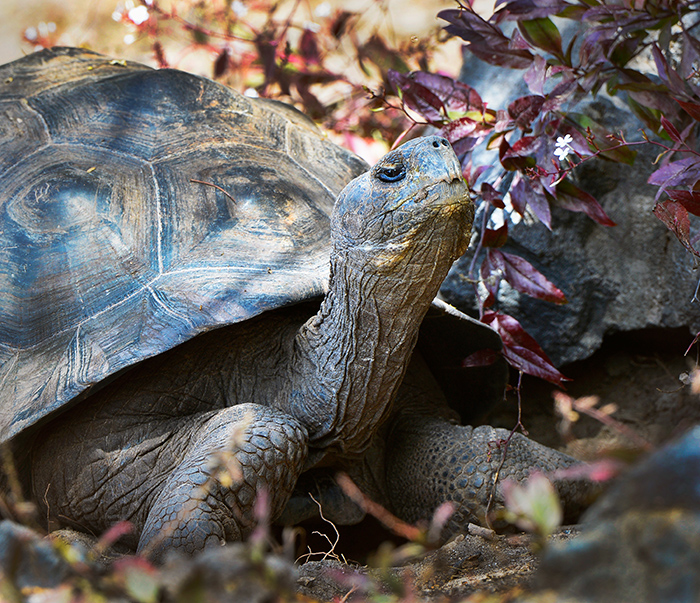 Tortoises.Centro de Crianza.Puerto Villavil