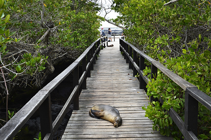 Cocha de Perla.Isabela island