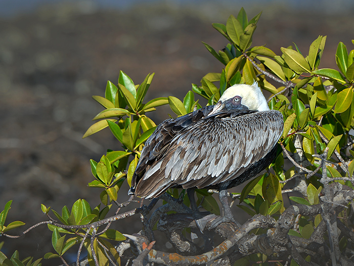 Pelican.Las Tintoreras