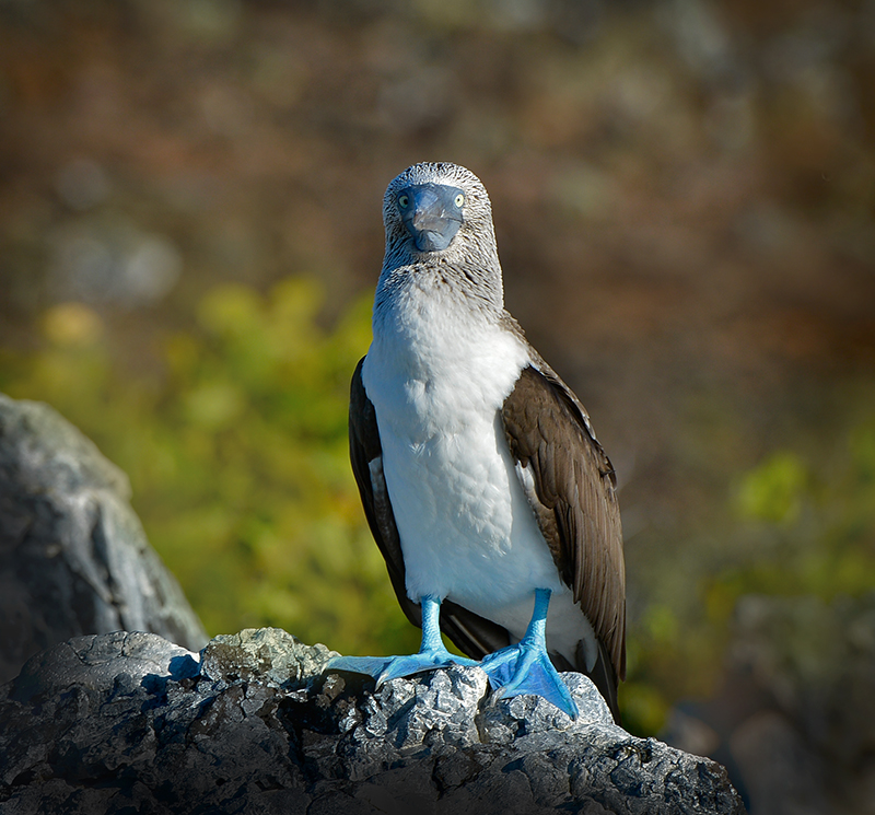 Blue footed booby .Las Tintoreras