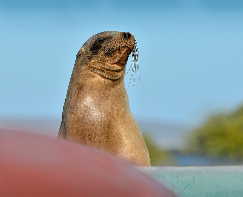 Sea Lion. Las Tintoreras