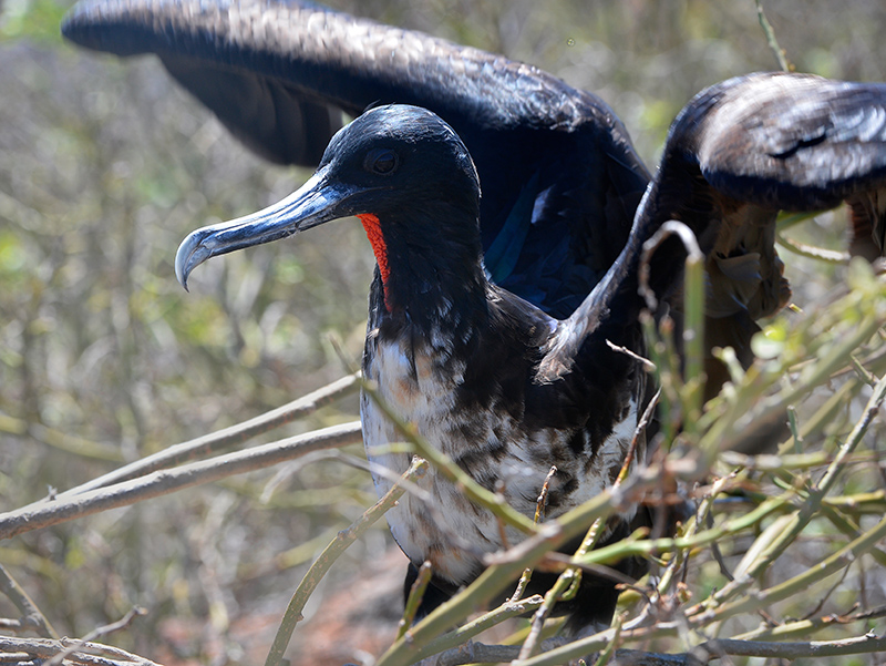 Frigate bird.North Seymour
