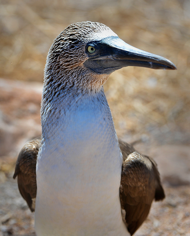 Blue Footed Booby.North Seymour island