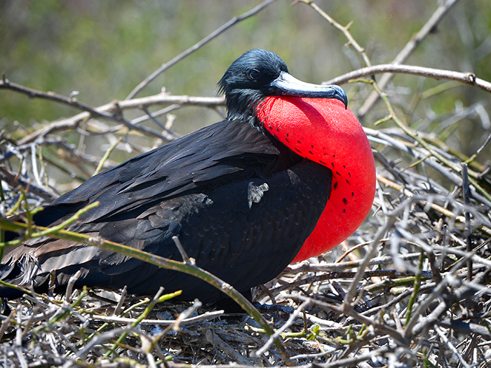 Frigate bird.North Seymour