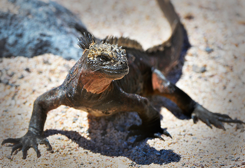 Land Iguana Galapagos.North Seymour island