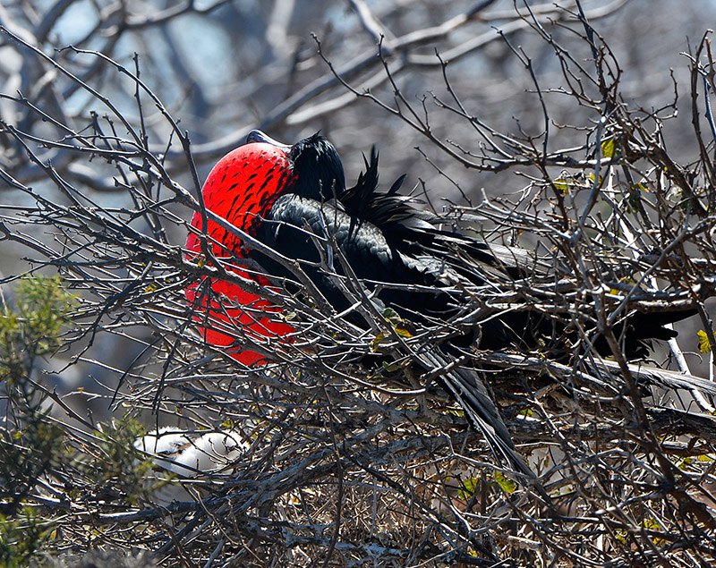 Frigate bird.North Seymour