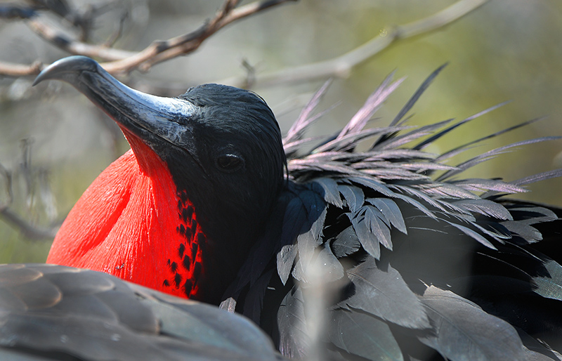 Frigate bird.North Seymour