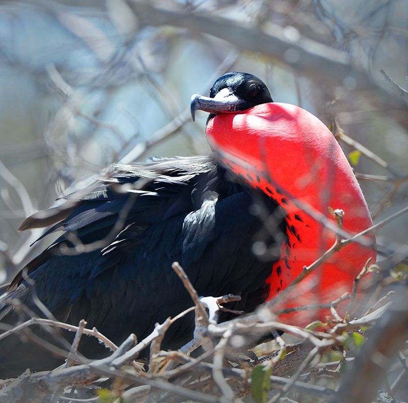 Frigate bird.North Seymour