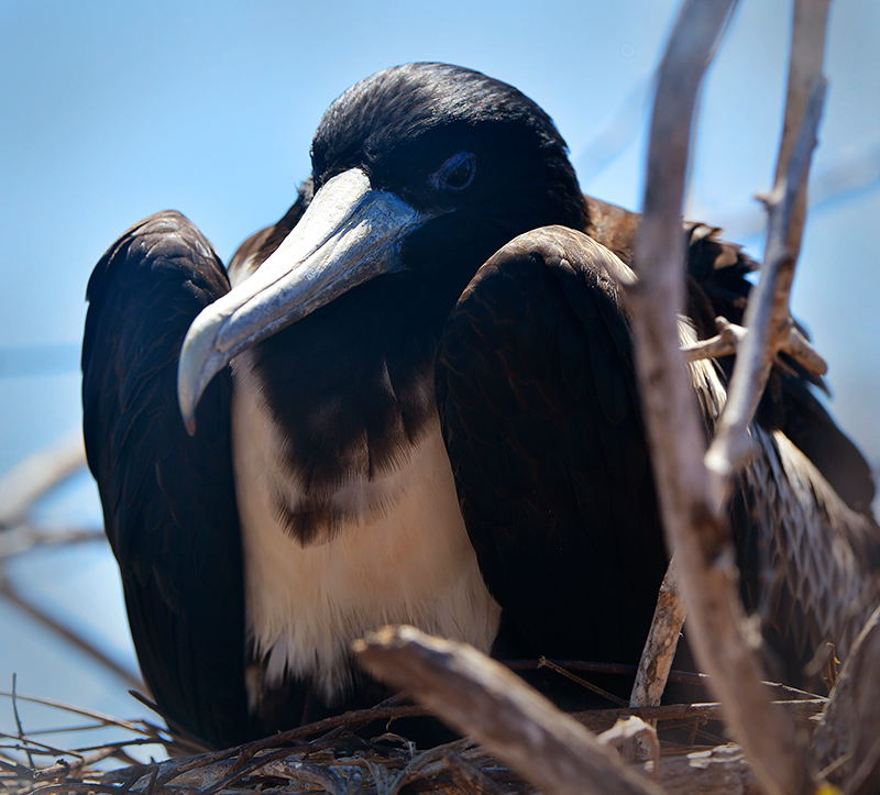 Frigate bird.North Seymour