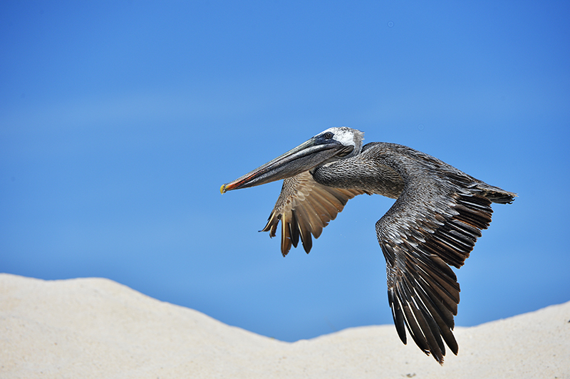 pelican in flight.North Seymour island