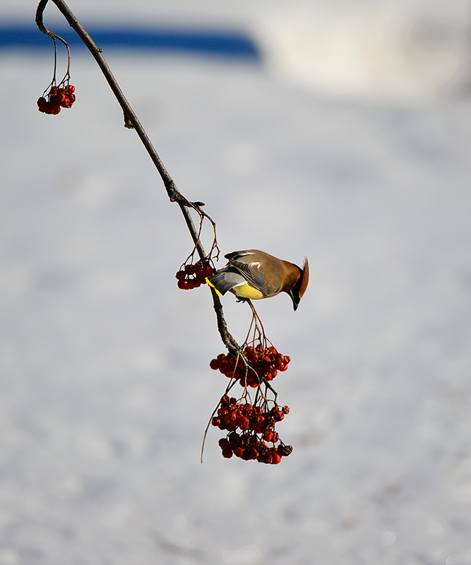 Cedar Waxwing