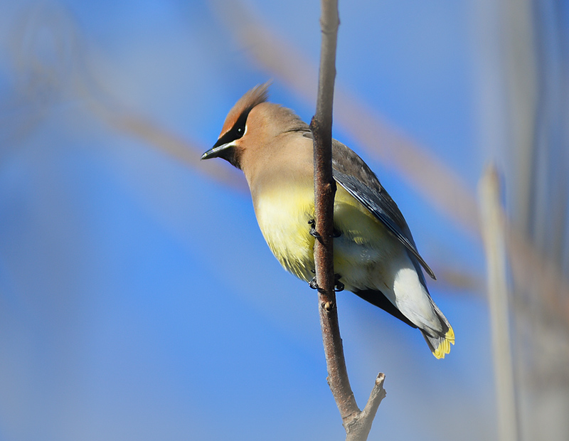 Cedar Waxwing