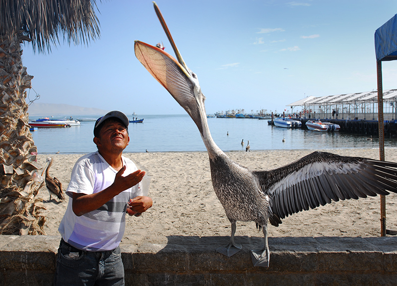 Paracas.Peru