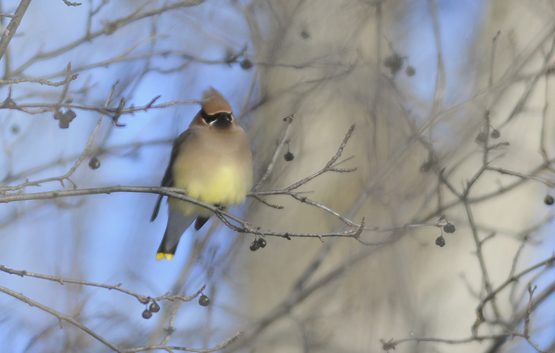 Cedar Waxwing
