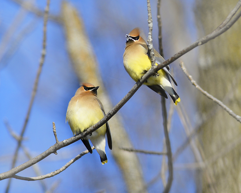 Cedar Waxwing