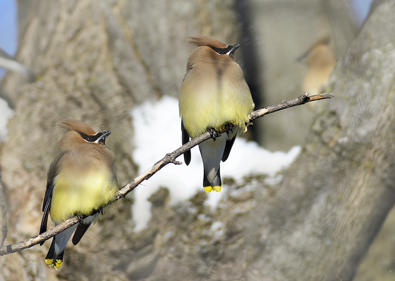 Cedar Waxwing