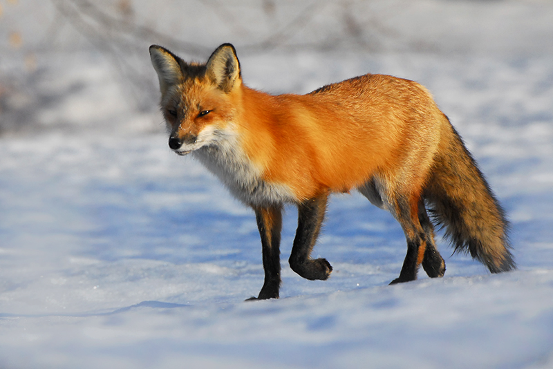 Fox