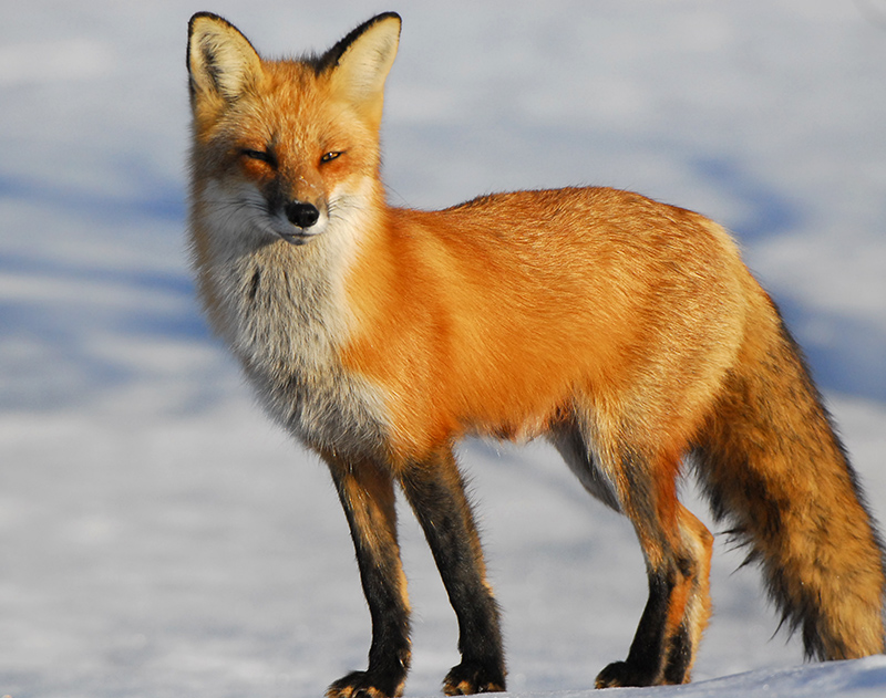 Fox