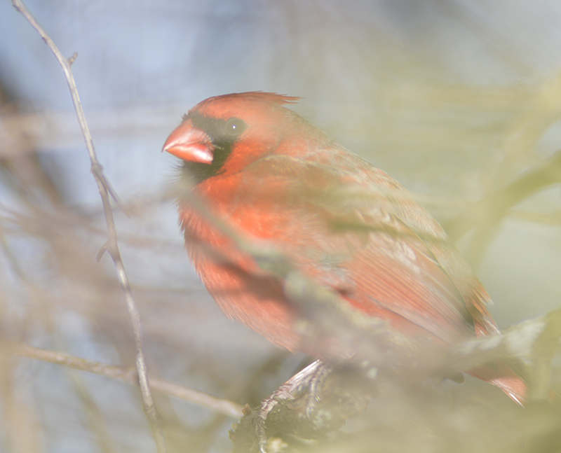 Northern Cardinal