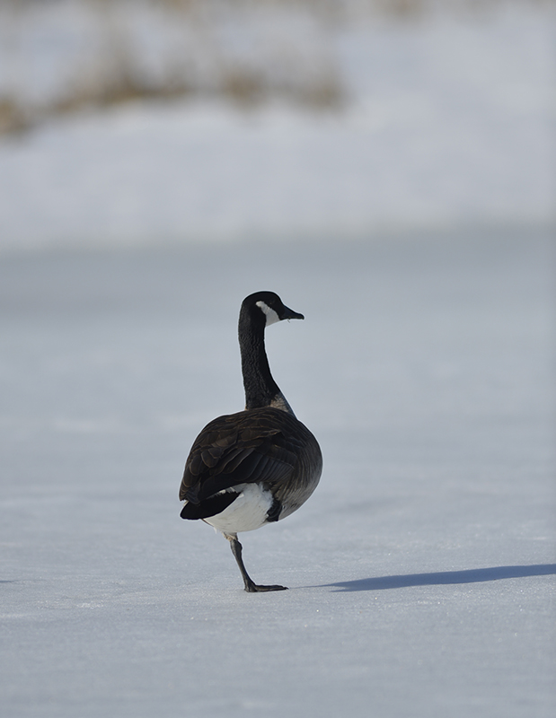 Canada Goose