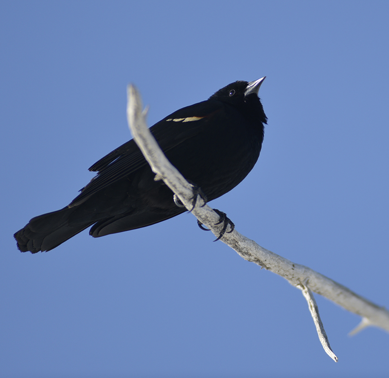 Red winged Blacbird