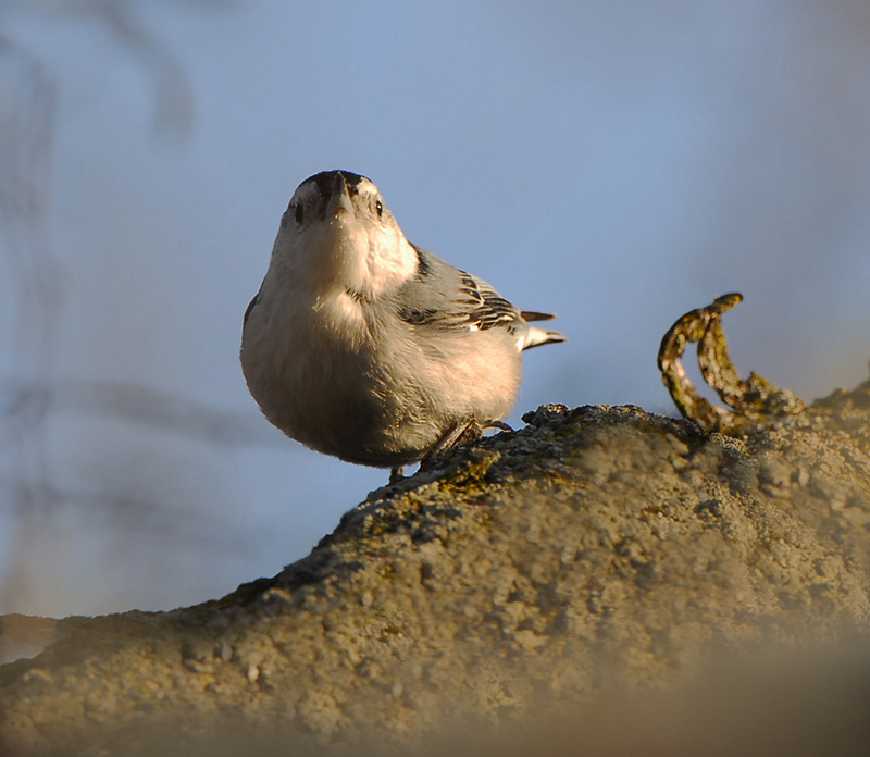 White-breasted Nuthatch