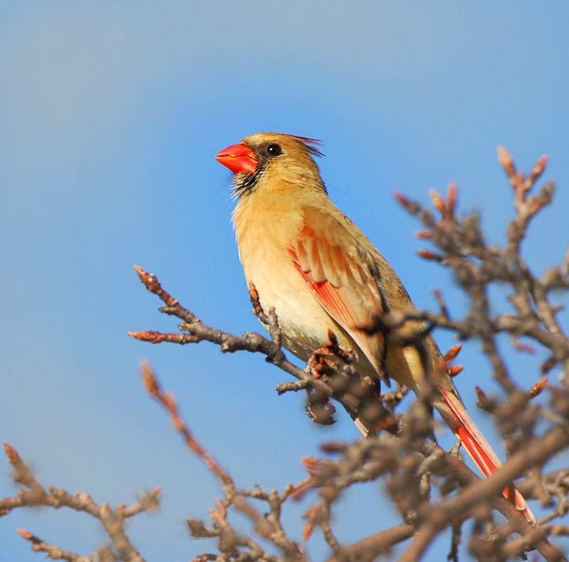 Northern Cardinal
