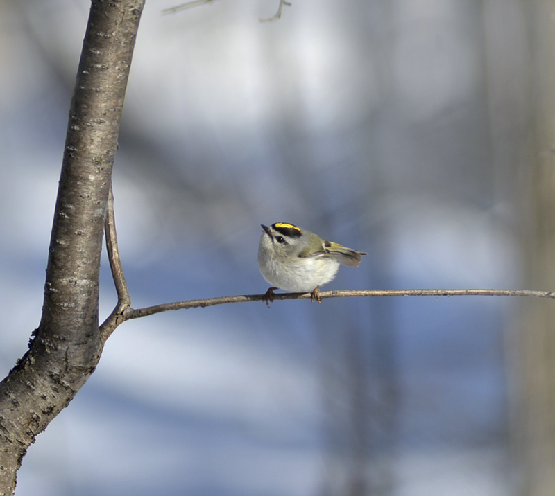 golden-crowned kinglet