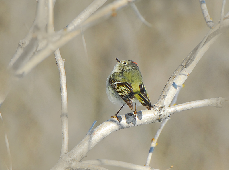 Orange-crowned Kinglet