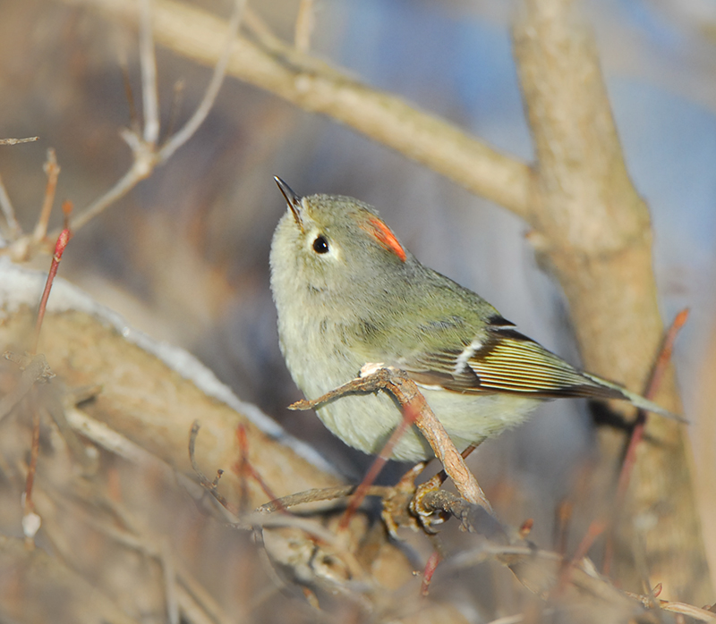 Orange-crowned Kinglet