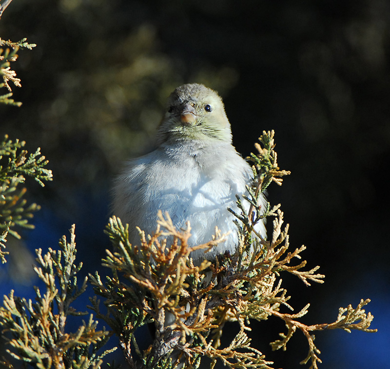 Dark - eyed Junco