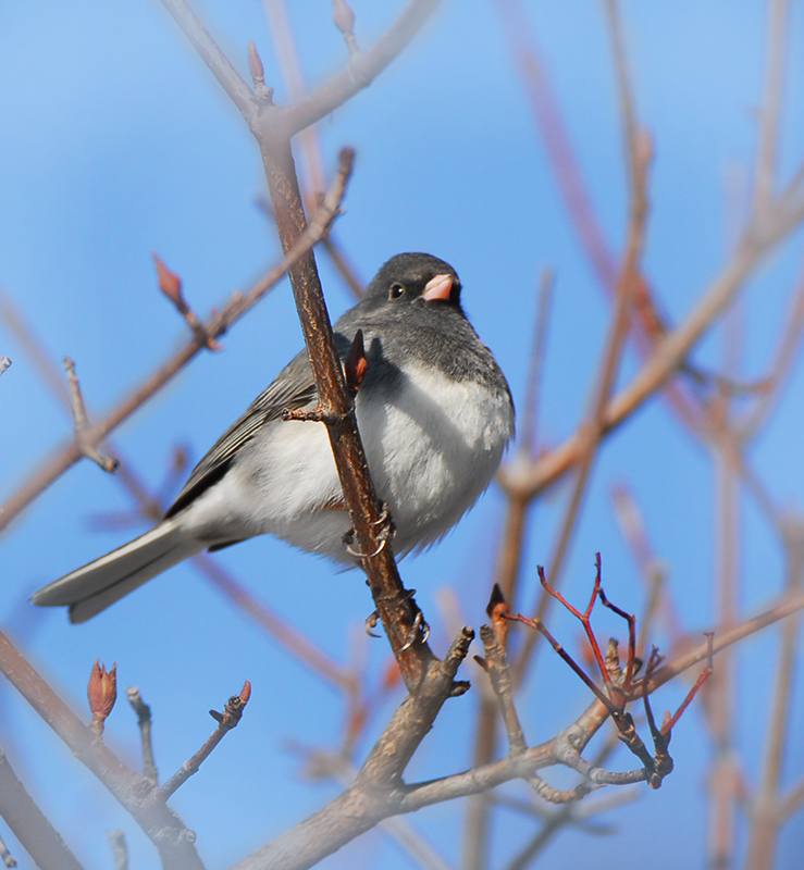 Dark - eyed Junco