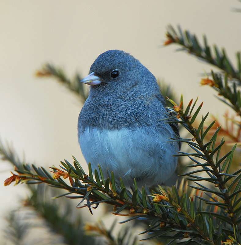 Dark - eyed Junco