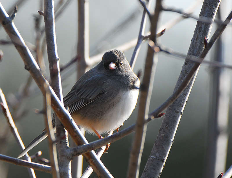 Dark - eyed Junco