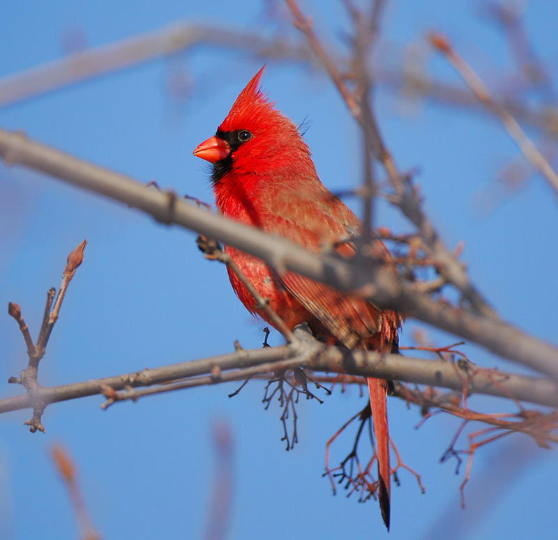 Northern Cardinal