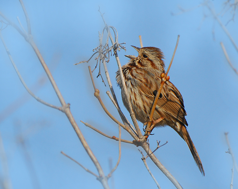 Song Sparrow