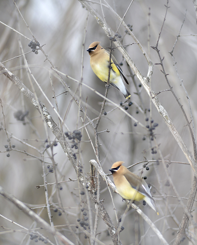 Cedar Waxwing