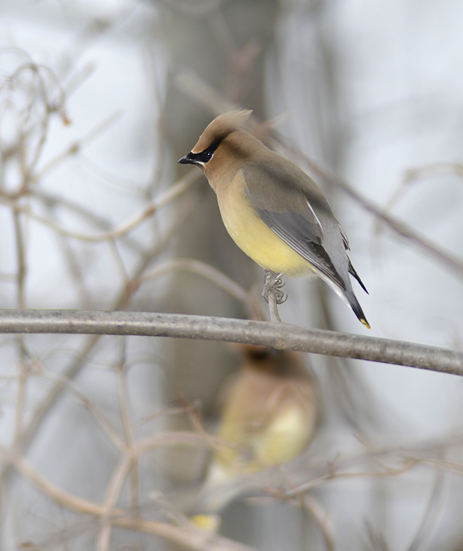 Cedar Waxwing