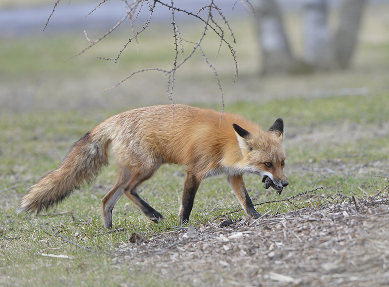 Fox