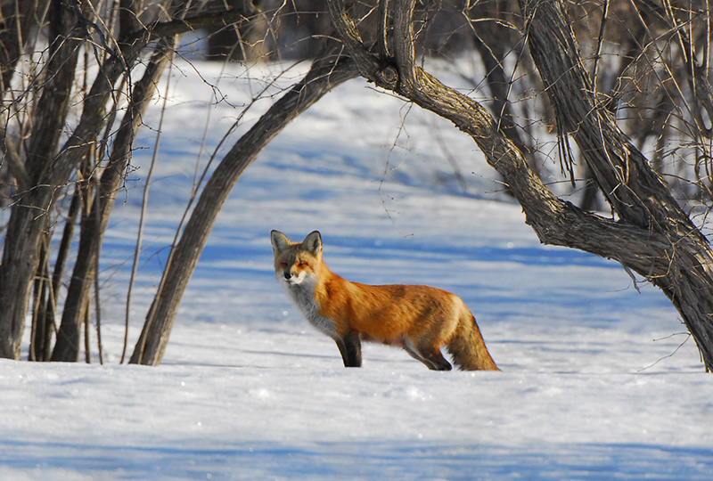 Fox