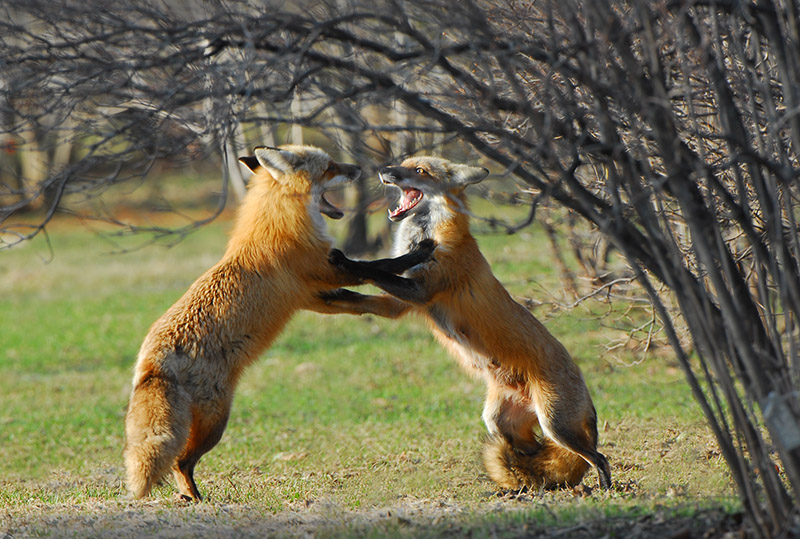 Fox