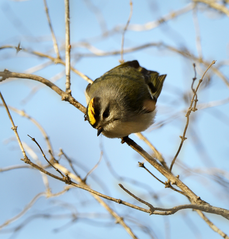 golden-crowned kinglet