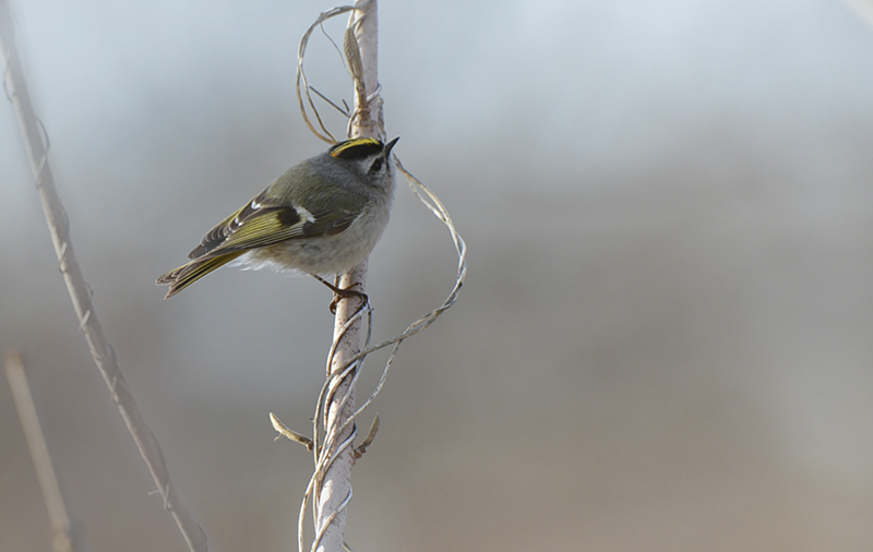 golden-crowned kinglet