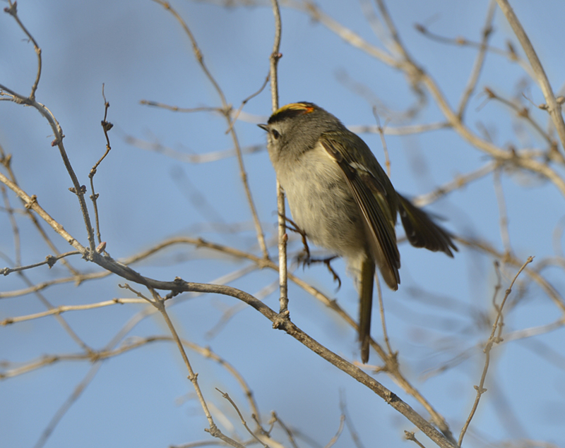 golden-crowned kinglet