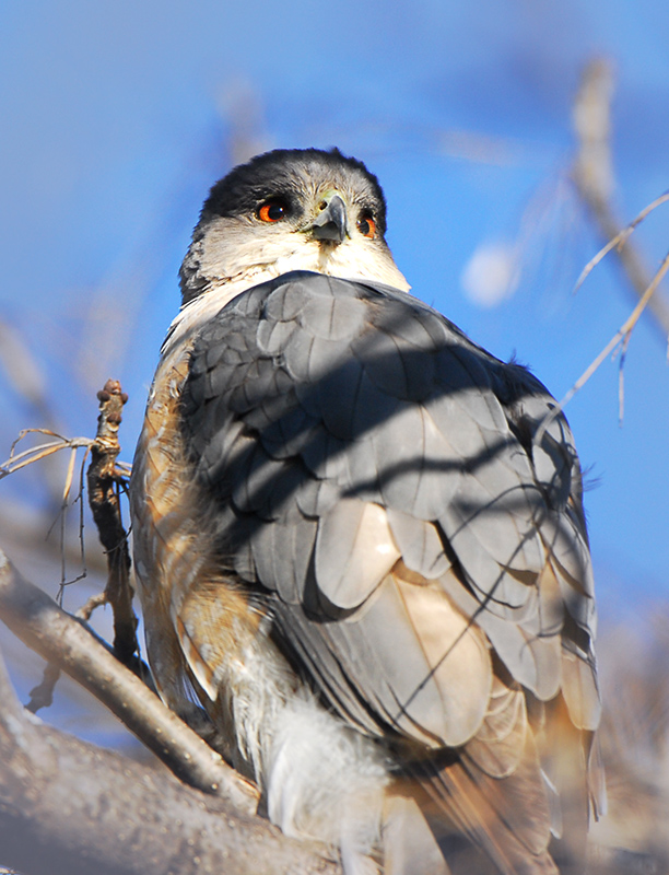 Coopers Hawk