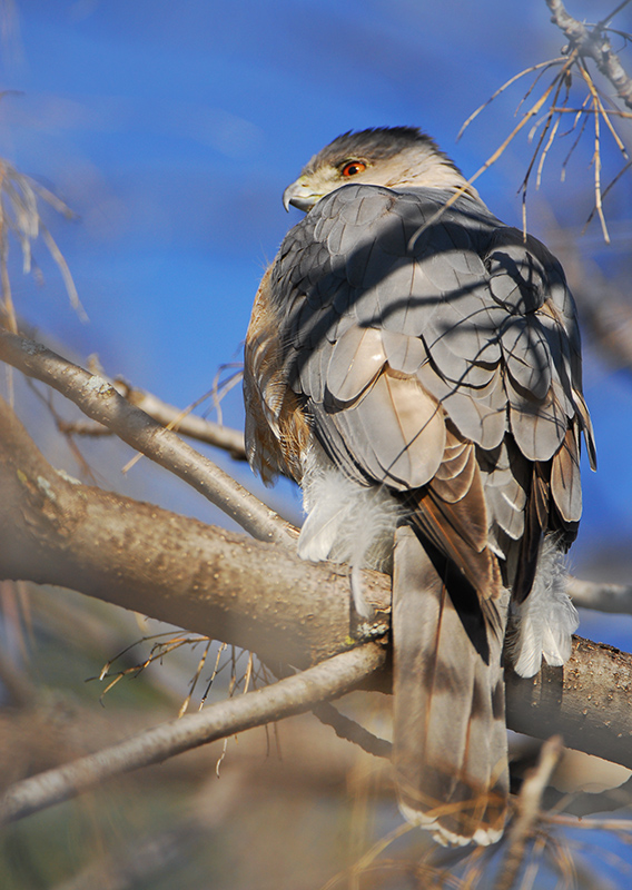 Coopers Hawk