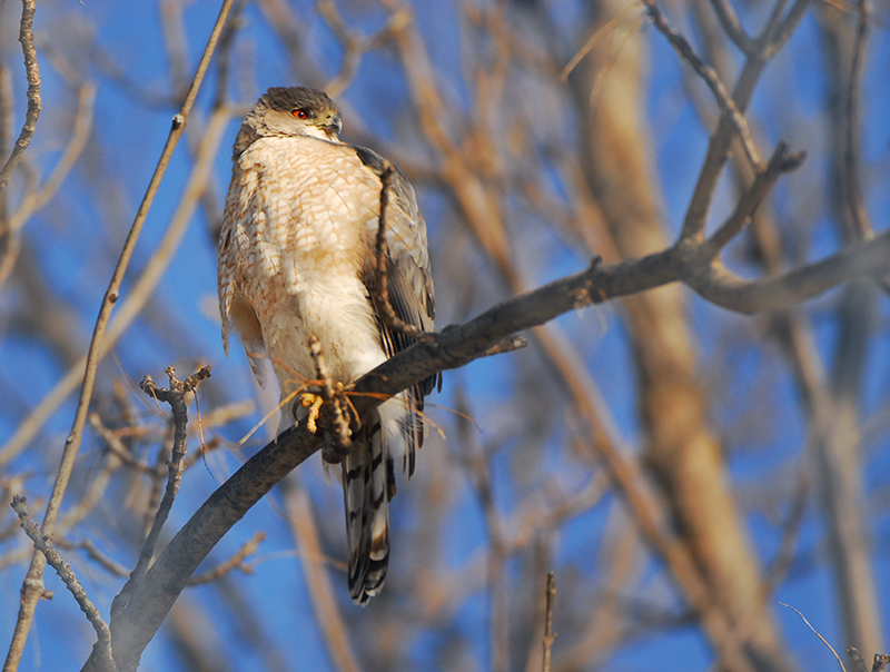 Coopers Hawk