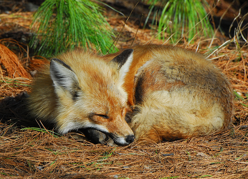 Fox