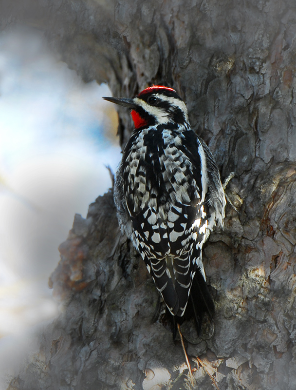 yellow bellied Sapsucker